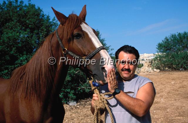 malte 21.JPG - Eleveur de chevaux de courseLa ValetteMalte